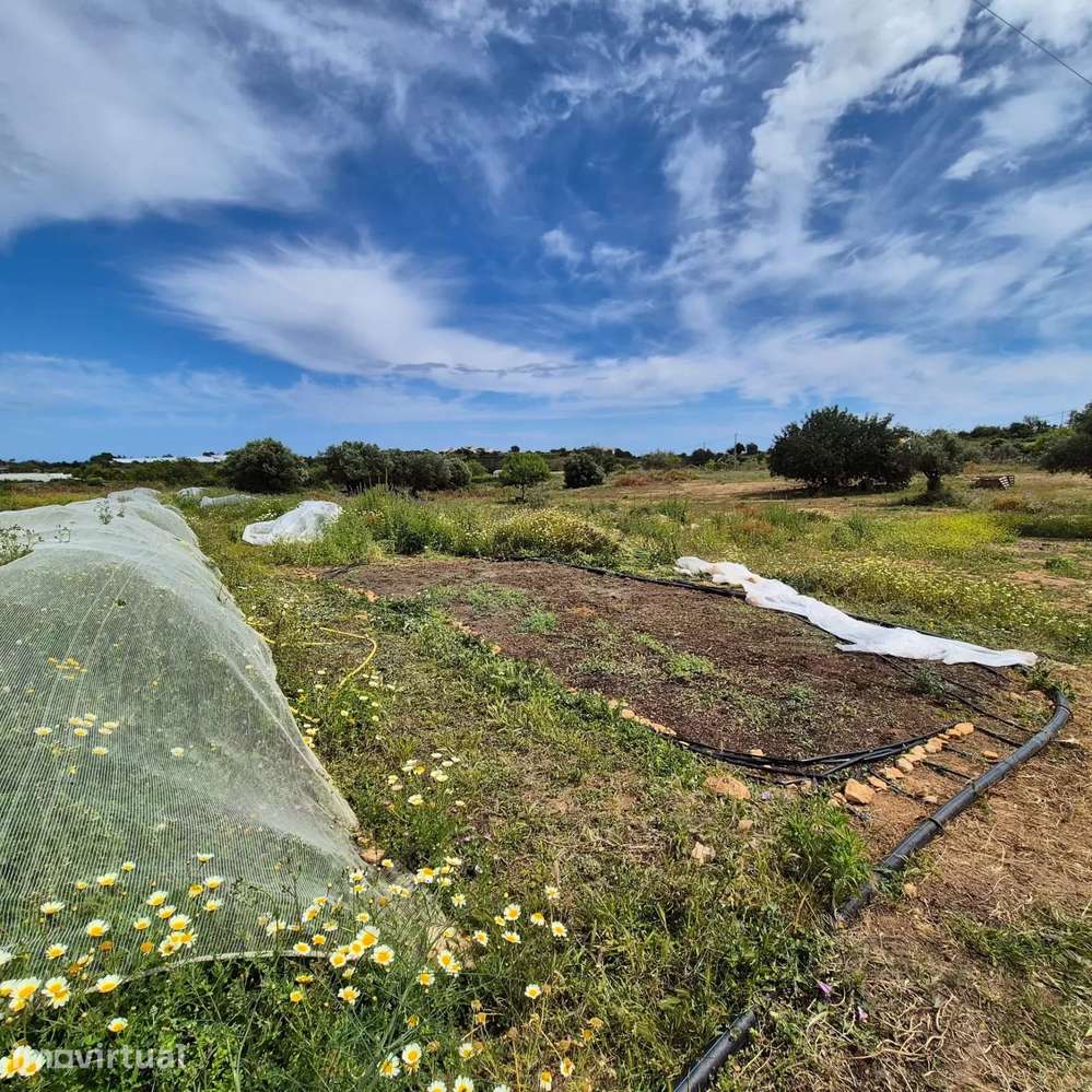 Terreno Rústico em Vale da Mó – Faro | 16.170 m² - Grande imagem: 5/5