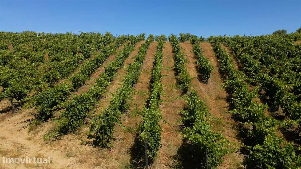 Quinta de Batéu – Douro Vinhateiro - Grande imagem: 2/21
