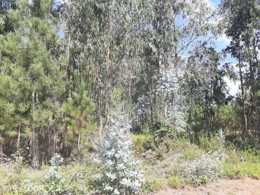 Terreno  para venda - Grande imagem: 3/6