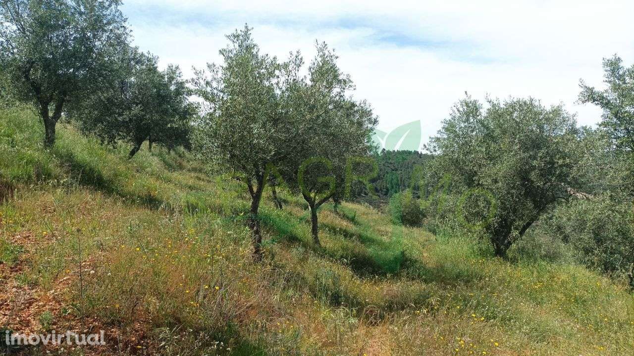 Terreno rústico "Parceria" no Souto, Penedono - Grande imagem: 2/16