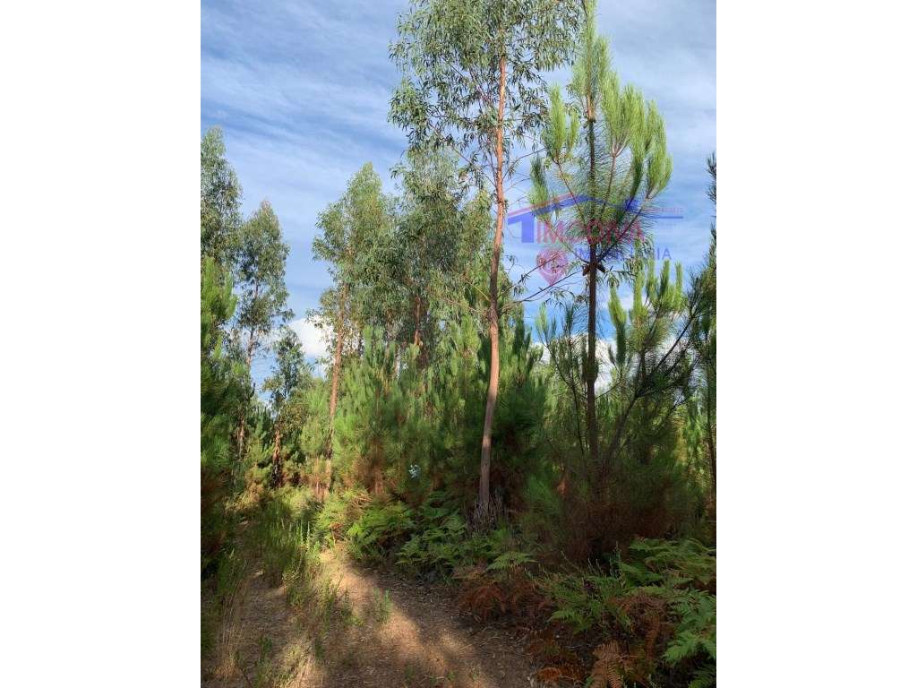 Terreno de pinhal em Adega, Graça - Grande imagem: 2/5