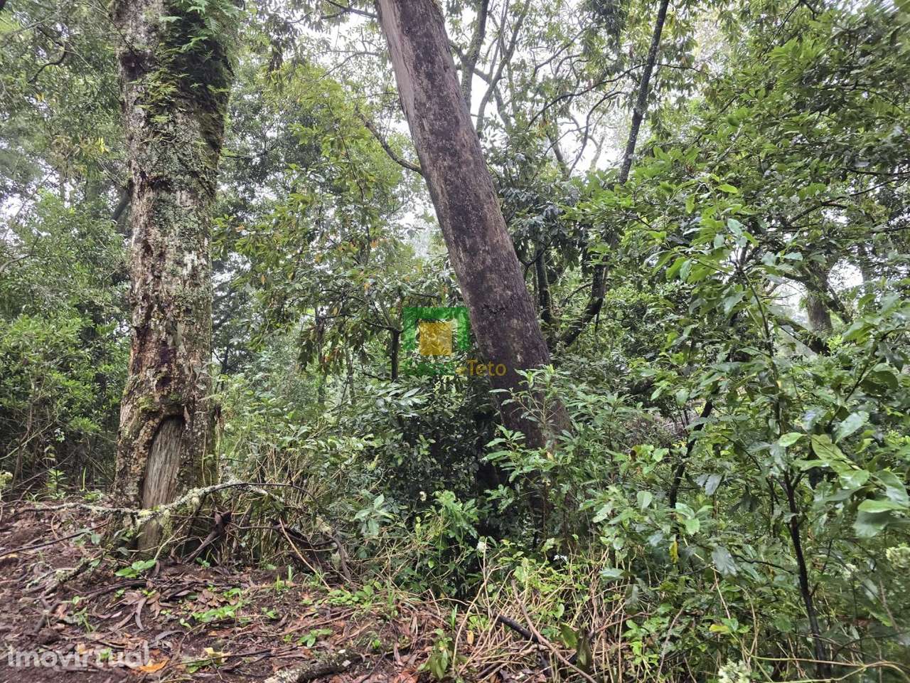 Santana - Grande imagem: 3/5