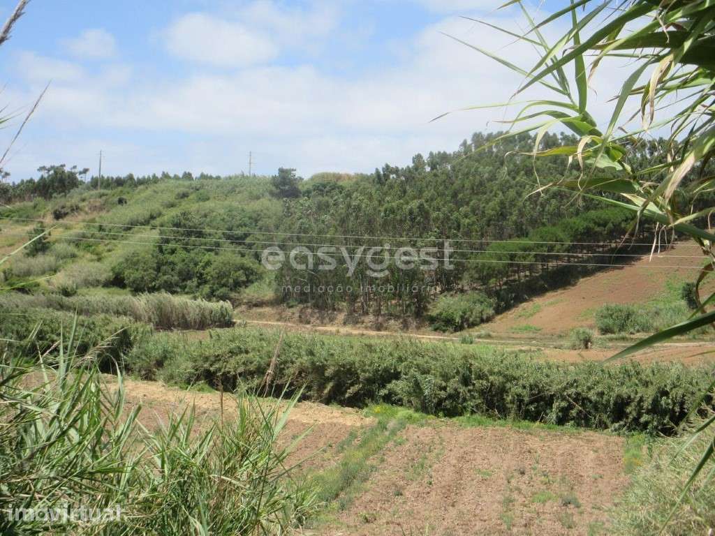 Terreno agrícola de 5920 m2 em Vale Verde, muito perto da Lourinhã - Grande imagem: 2/16