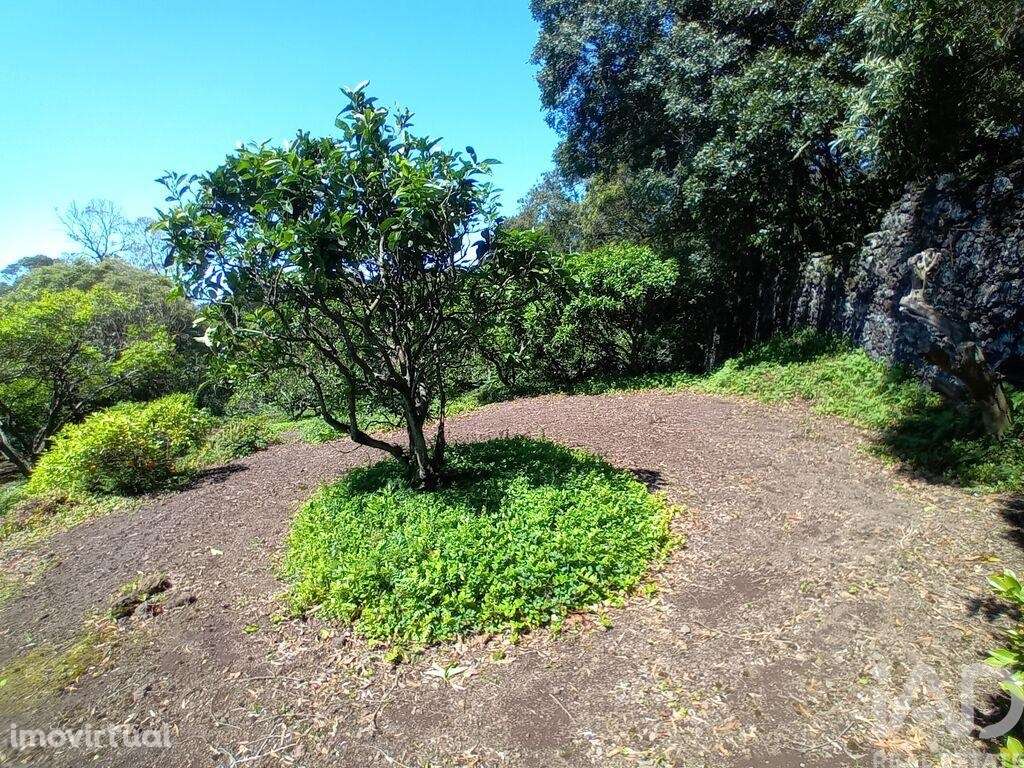 Terreno Agrícola em Lagoa (Nossa Senhora do Rosário) - Grande imagem: 2/17