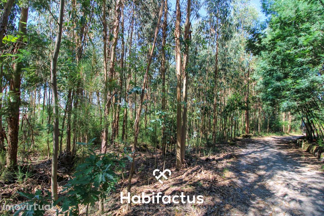 A apenas 5 minutos do centro de Tondela - Grande imagem: 5/27