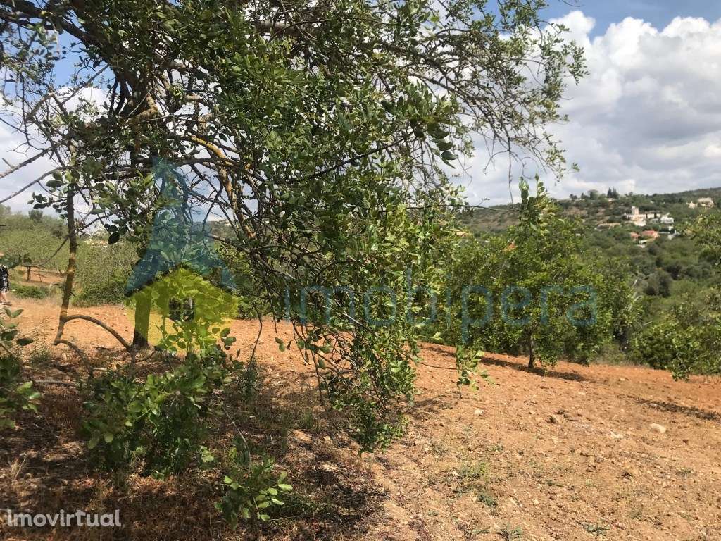 TERRENO RÚSTICO 1.200m2 ZONA BONITA E TRANQUILA - Grande imagem: 5/17