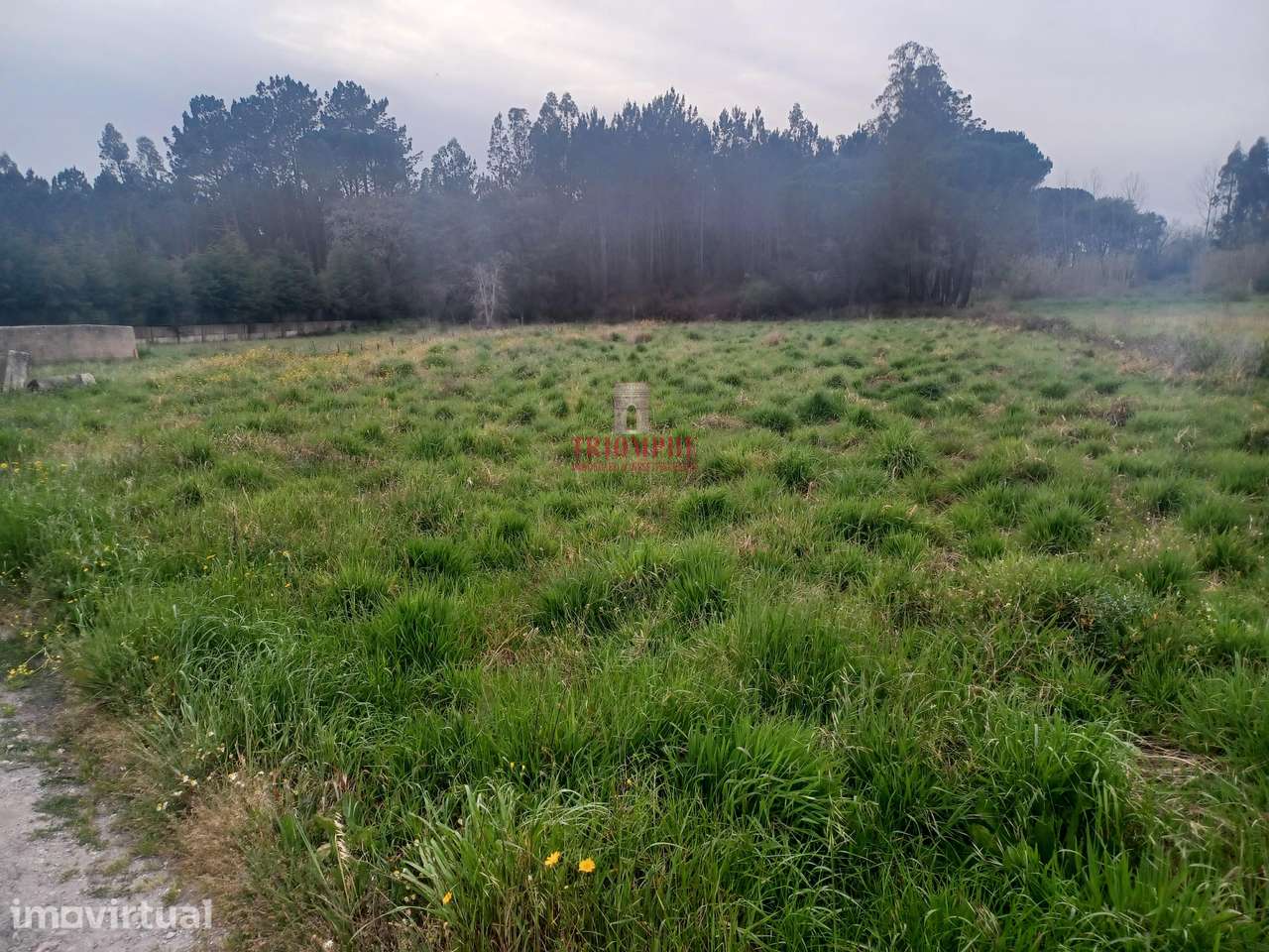 Terreno Rústico C/Poço 1.716m2 Amor Leiria - Grande imagem: 3/10