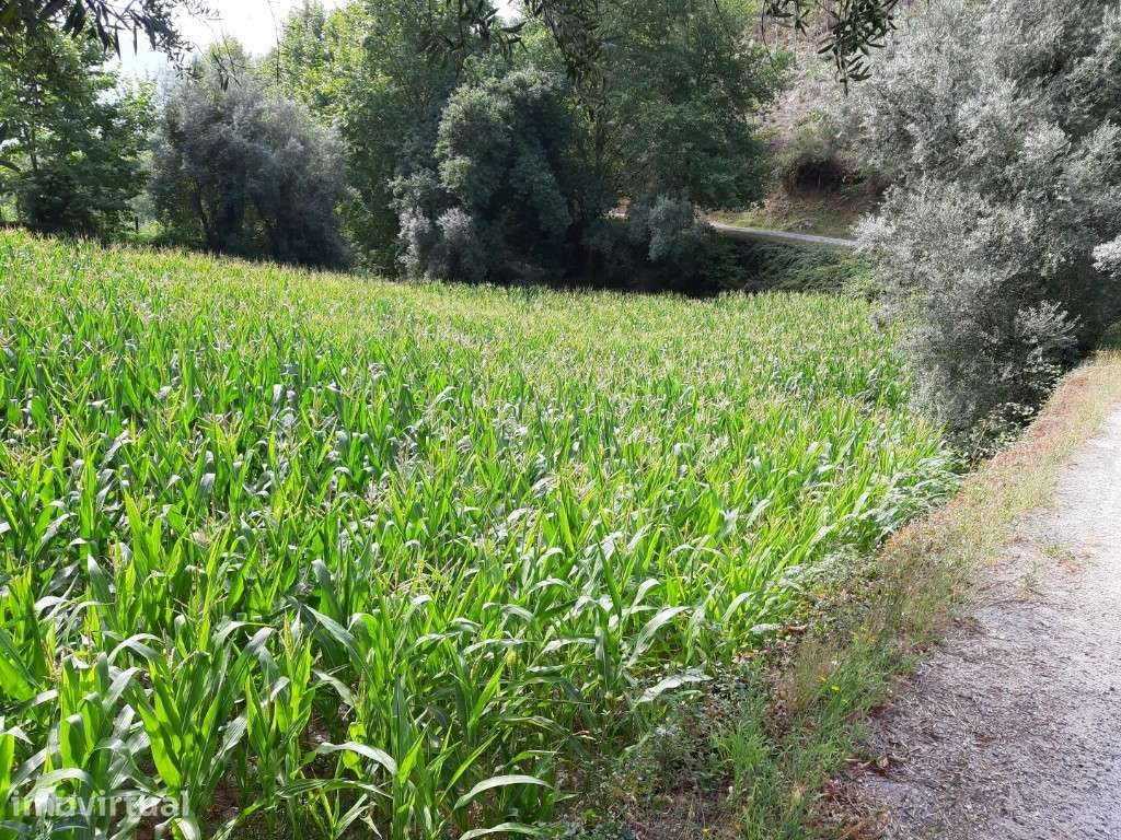 Terreno Agrícola - Valdosende - Grande imagem: 5/10