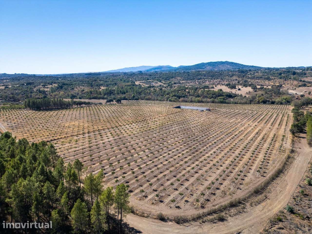 QUINTA COM 12 HECTARES DE ARVORES DE PISTACHO - Grande imagem: 2/15