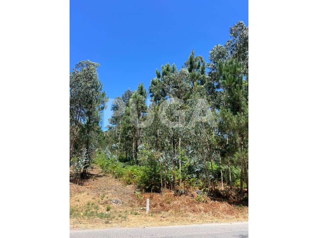 Oportunidade única em Vila Maior - Terreno com 1824 m2 e óptima loc... - Grande imagem: 2/5