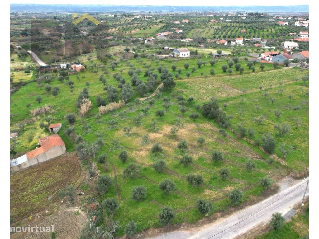 Terreno rústico de regadio com Olival em Ladoeiro - Grande imagem: 2/15