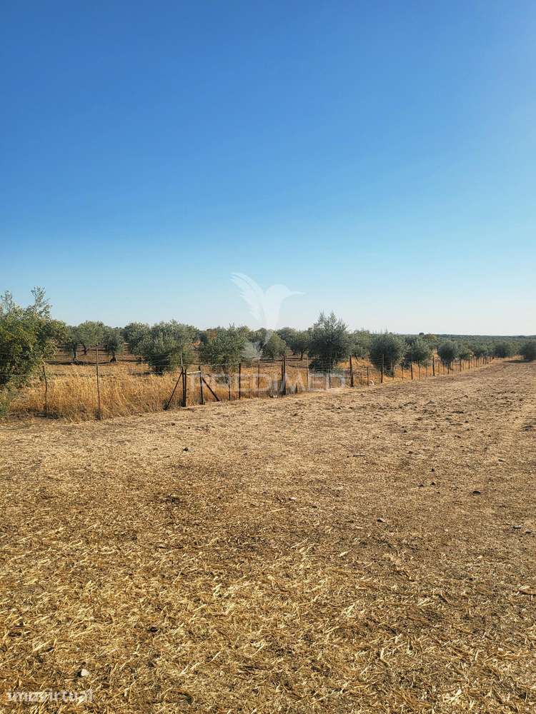 TERRENO RUSTICO - Grande imagem: 5/12
