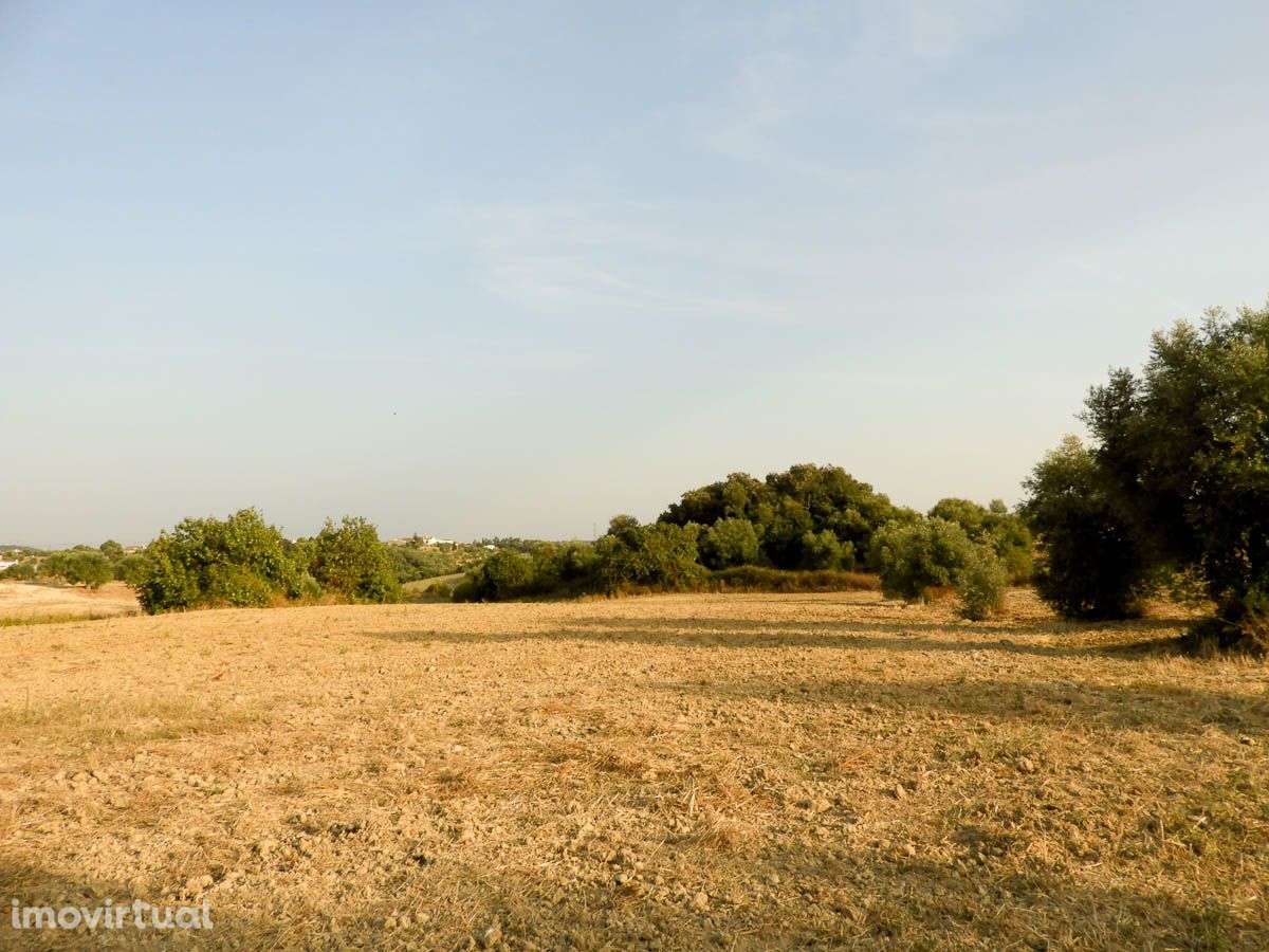 Terreno com Projecto Aprovado para Lar - Grande imagem: 4/11