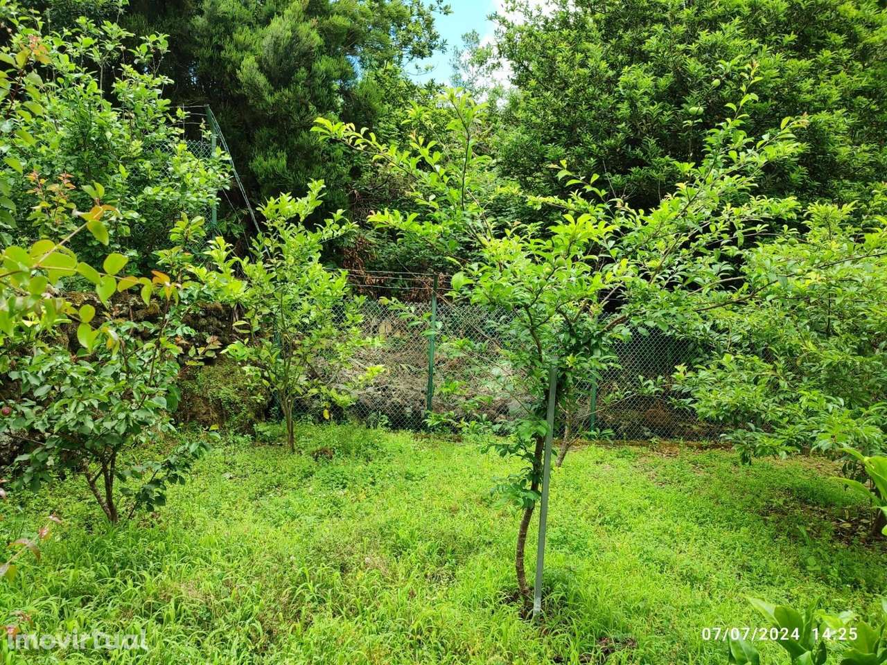 Terreno - Seixal, Porto Moniz - Grande imagem: 3/6