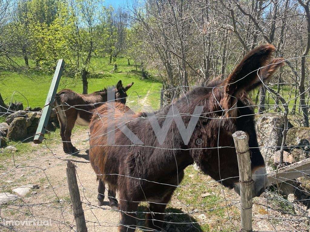 Quinta rural com 3 hectares completa com equipamentos e tractor - Grande imagem: 3/28