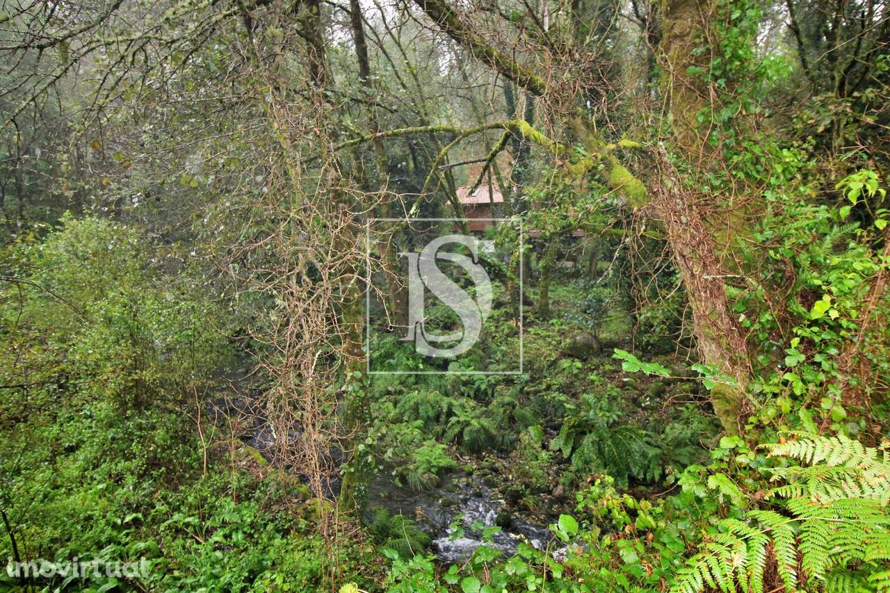 Quinta  Venda em Formariz e Ferreira,Paredes de Coura - Grande imagem: 2/15
