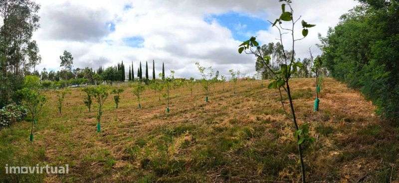 Terreno com elvado potencial de construção  – Pinheiro da Bemposta - Grande imagem: 5/6
