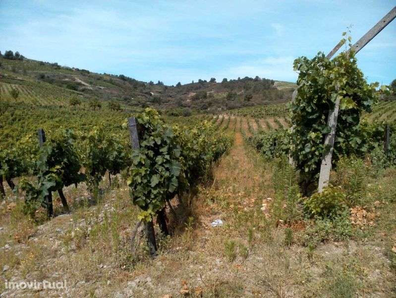 Quinta no Douro com terrenos e casa - Grande imagem: 5/10