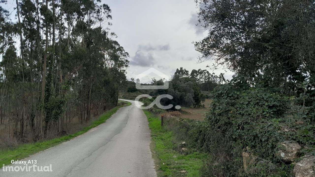 Oportunidade Imperdível: Terreno com Eucaliptos em Reguengo Grande! - Grande imagem: 3/9