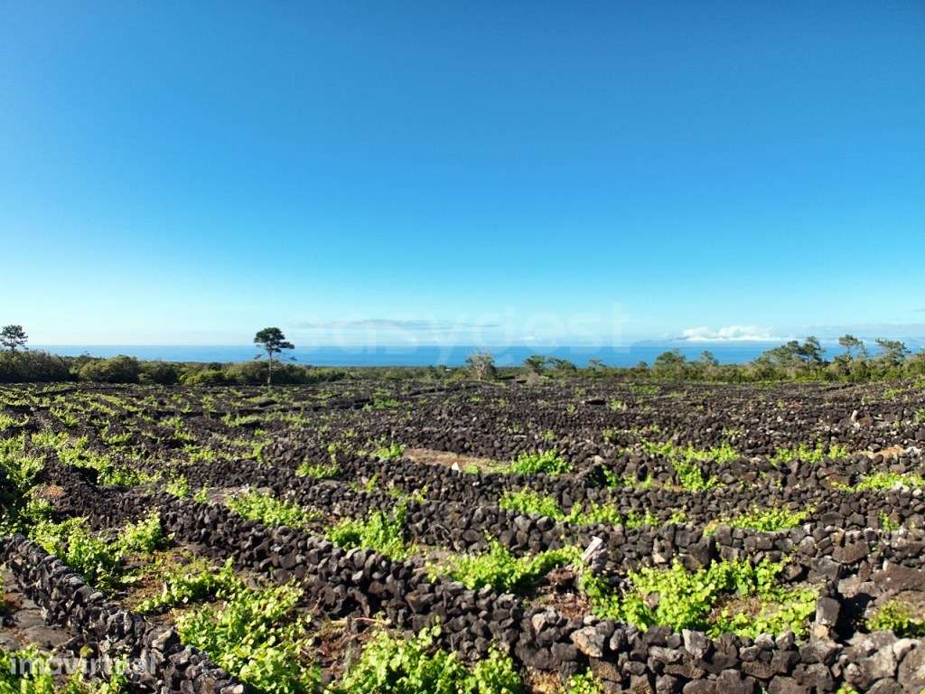 Terreno com Vinha de Verdelho do Pico Bandeiras, Madalena - Grande imagem: 3/15