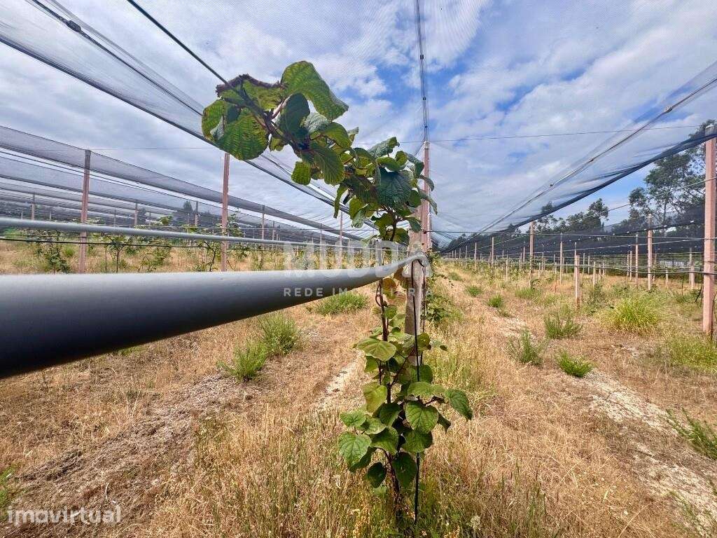 Kiwis Verdes para Venda - Grande imagem: 4/16