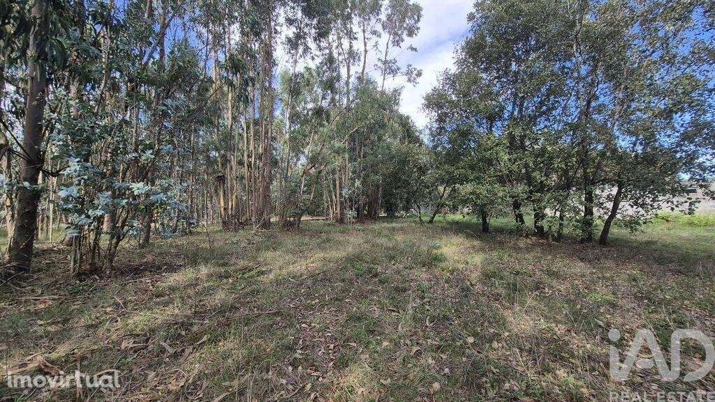 Terreno para construção em Pedreiras - Grande imagem: 5/23