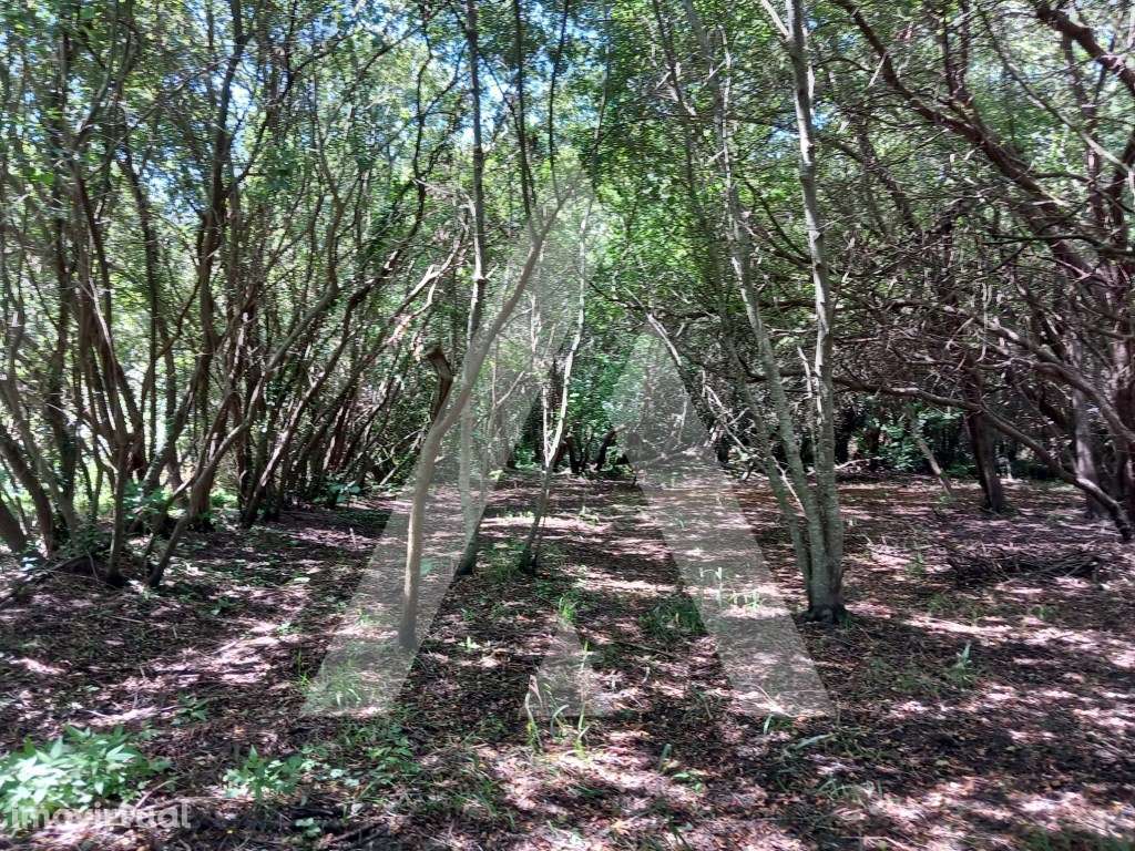 Terreno Rustico na Murtosa - Grande imagem: 2/12