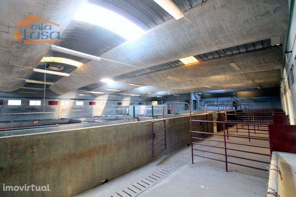 Matadouro Industrial no distrito de Coimbra equipado Pronto a laborar - Grande imagem: 3/30
