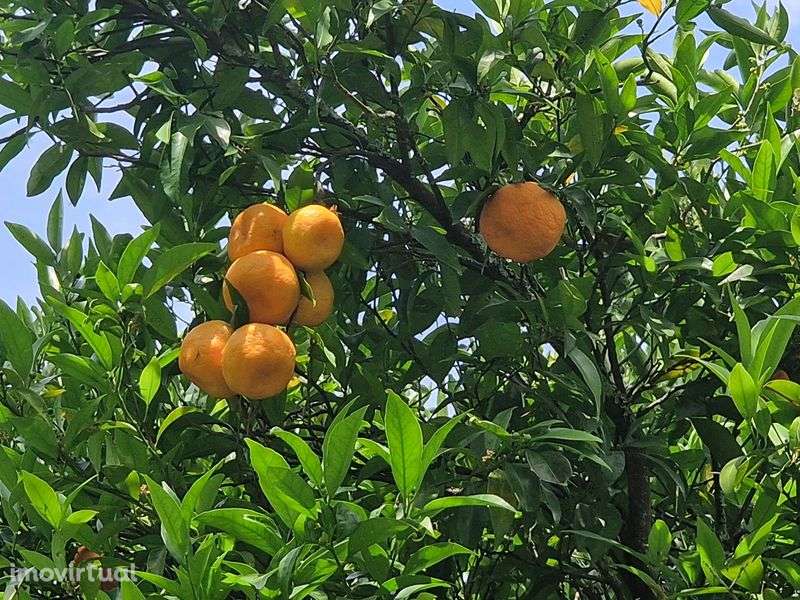 Quintinha em Cinfães - Grande imagem: 4/8