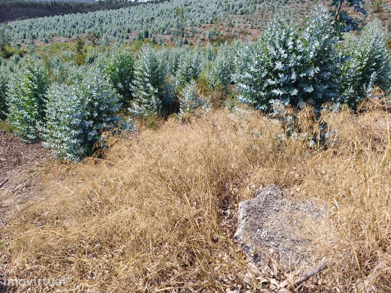 Quinta rústica de 6 hectares com um enorme potencial em Torres Vedras - Grande imagem: 5/9