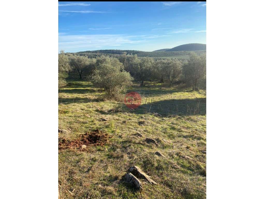 Terreno destinado a Olival - Grande imagem: 4/6