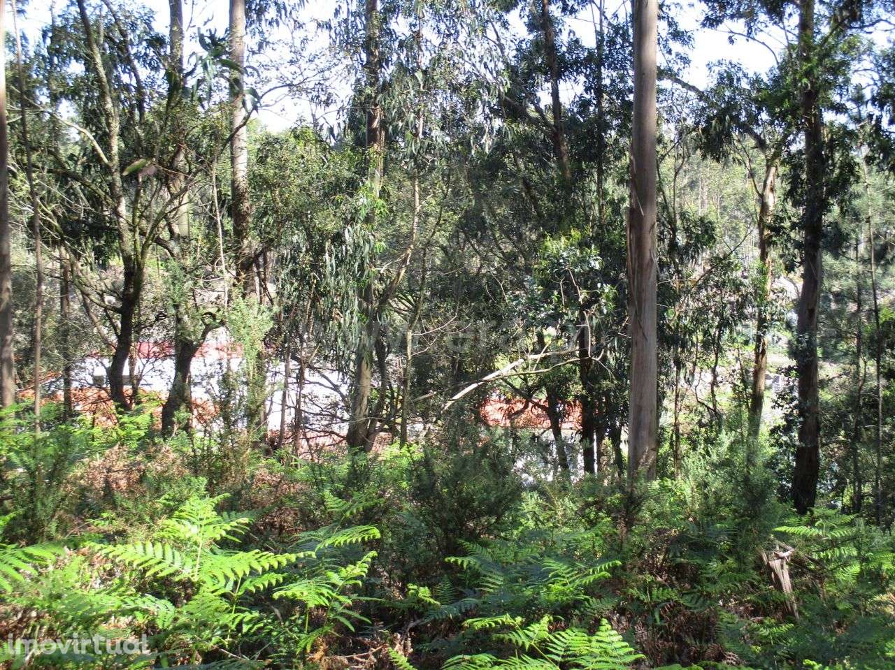 Terreno agrícola em palmeira de Faro, Esposende - Grande imagem: 2/4