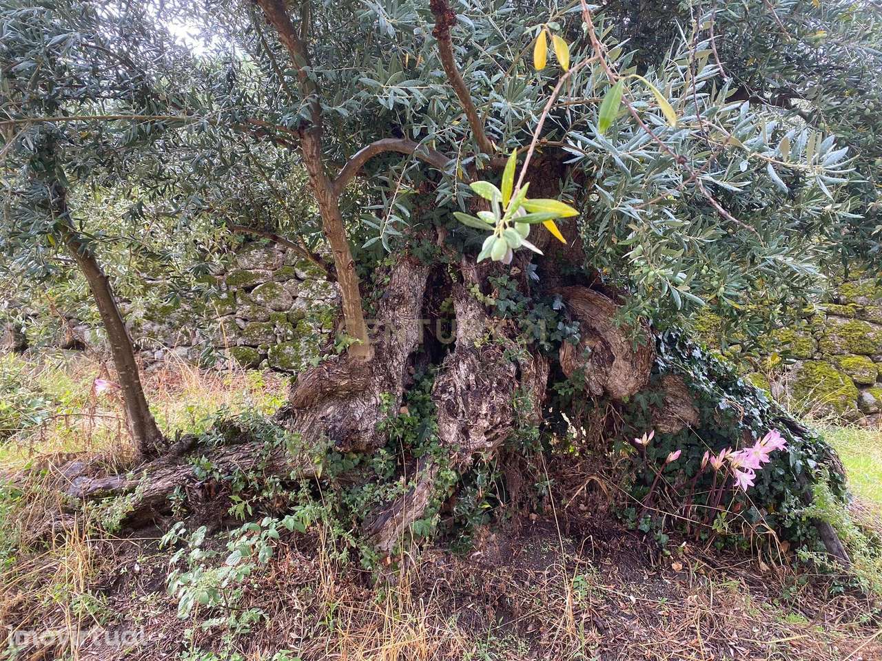 Quinta em Alpedrinha, Fundão - Grande imagem: 3/10