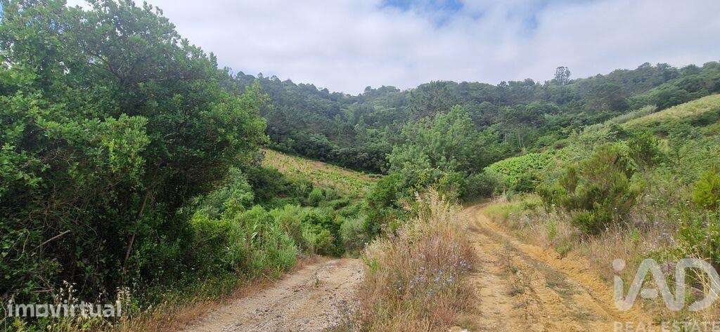 Terreno Agrícola em Mafra - Grande imagem: 3/24