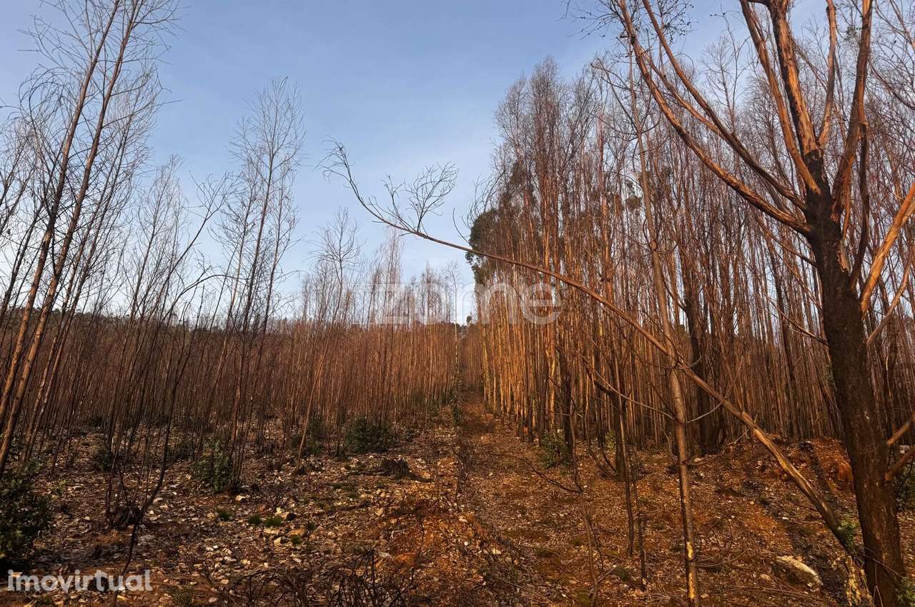 Terreno Urbano em Melres - Grande imagem: 3/26