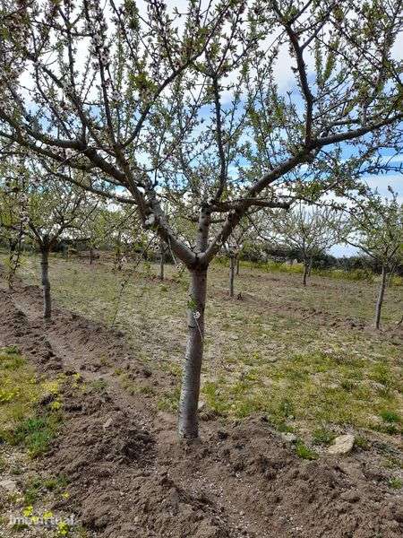 Amendoal com 1,5 hectares - Grande imagem: 2/3
