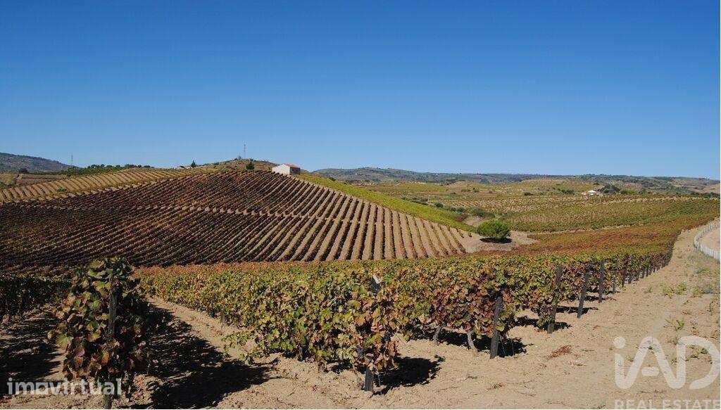 Quinta agricola em Vila Flor e Nabo - Grande imagem: 3/10