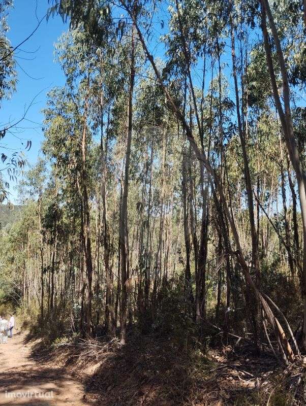 Terreno  para venda - Grande imagem: 4/7