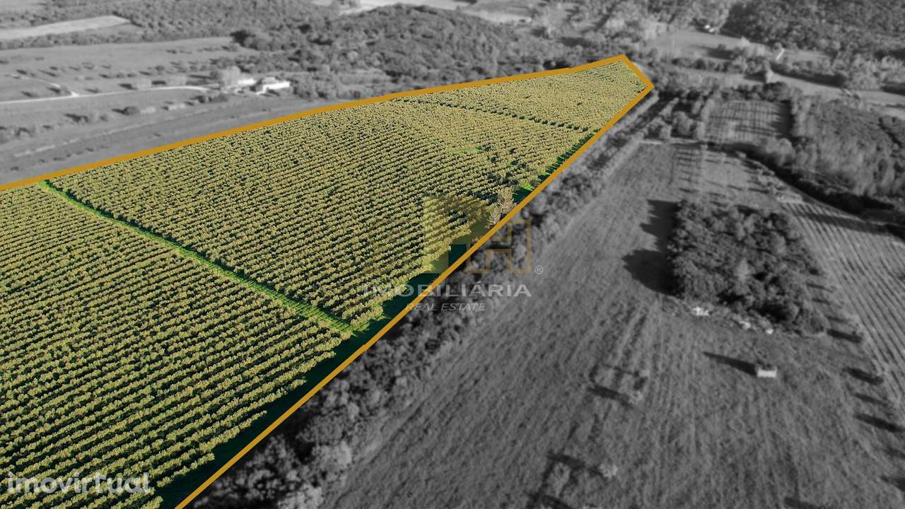 Terreno Rústico  Venda em Almoster,Santarém - Grande imagem: 4/7