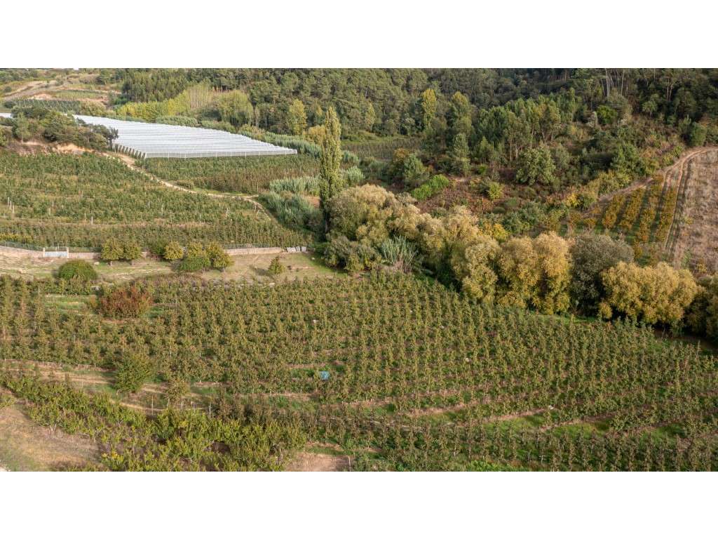 Terreno Rústico de cultivo ' Bernarda' - Grande imagem: 5/12