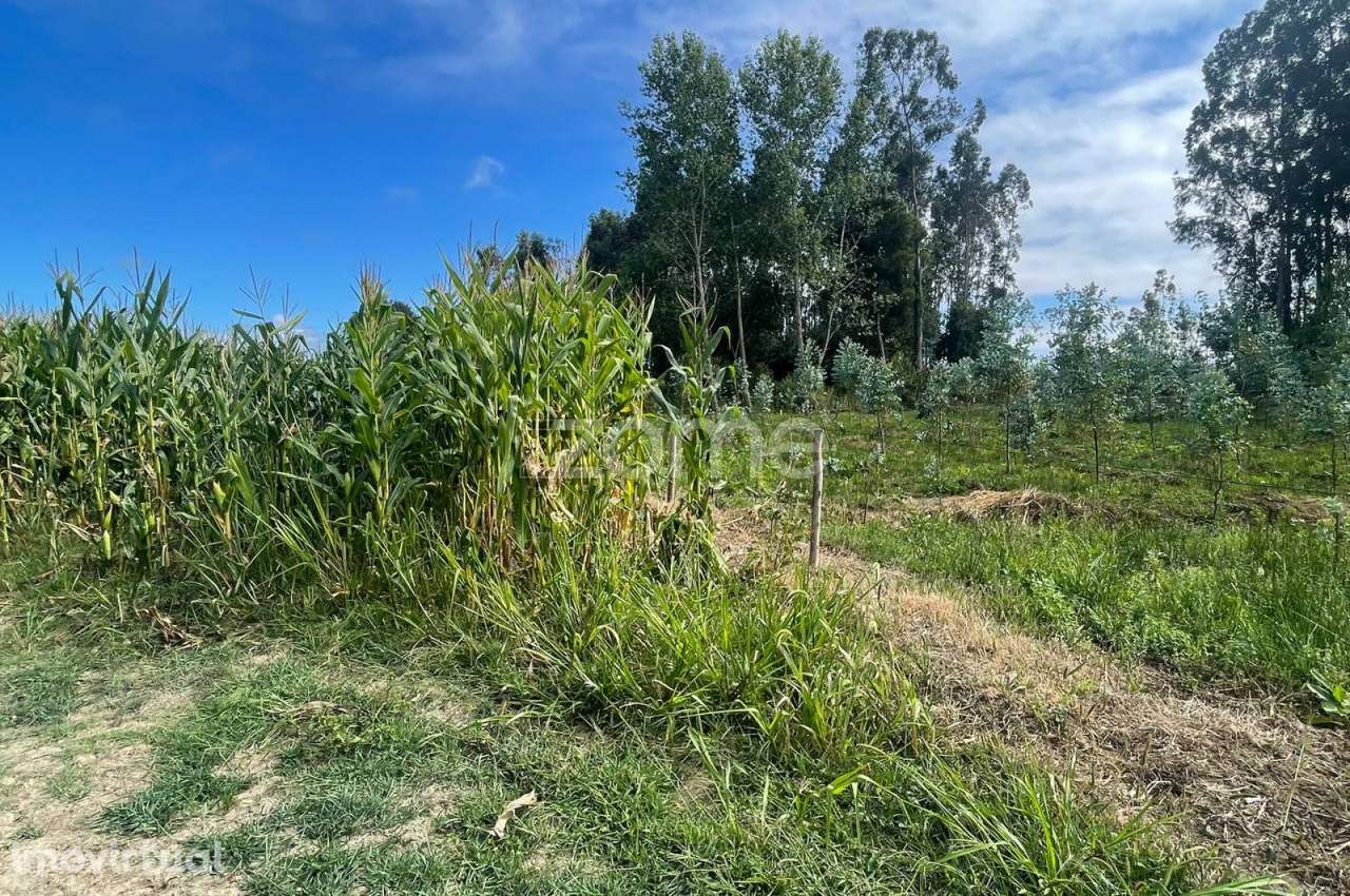 Terreno | Cultivo | Venda - Grande imagem: 2/16