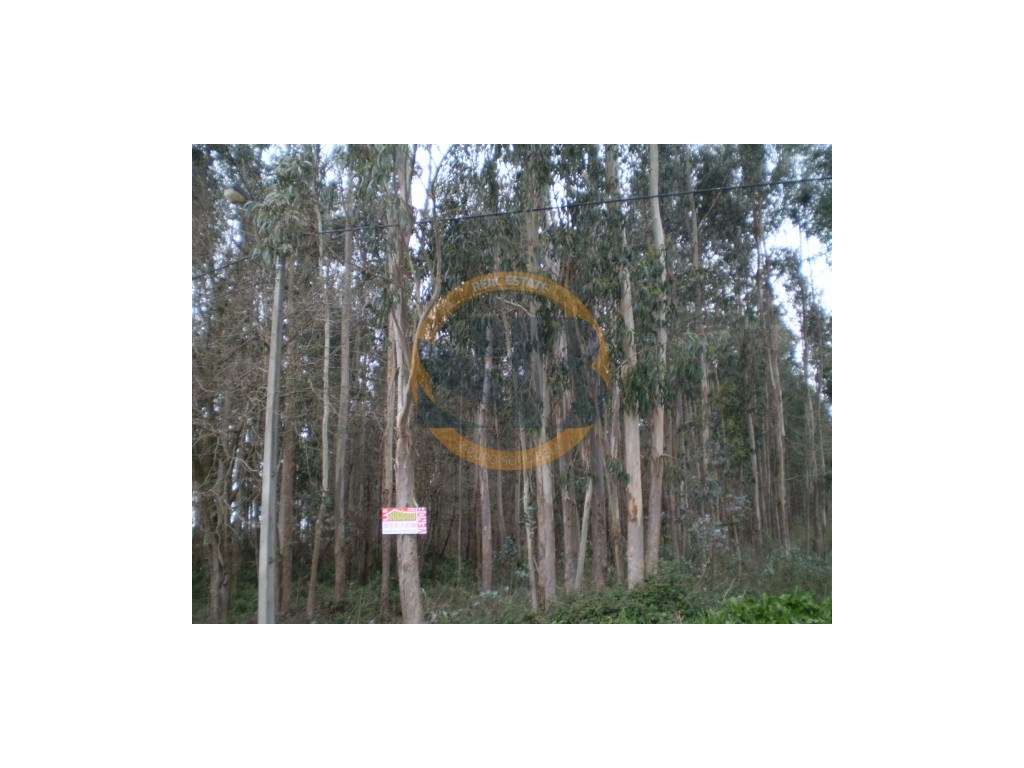 Terreno São João Ovar - Grande imagem: 3/4