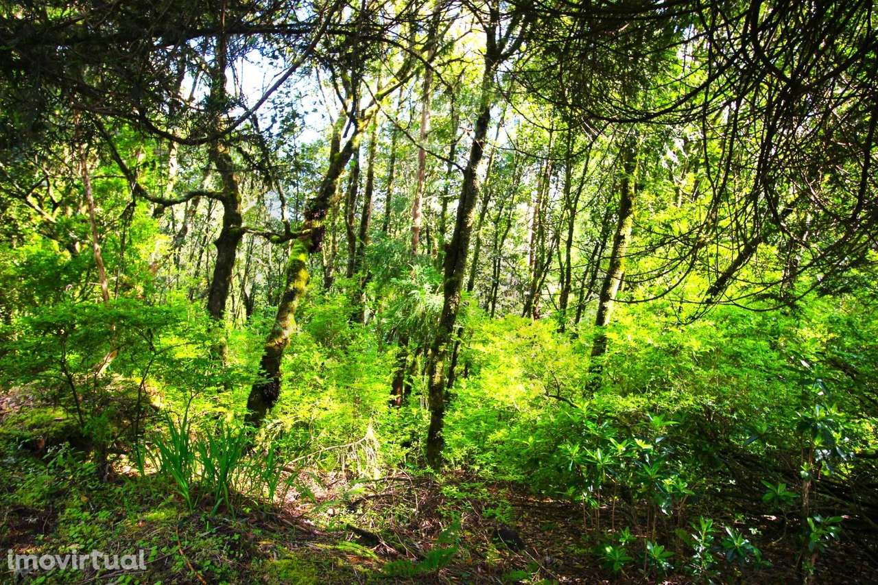 Propriedade 26.320m2, em Espaços Agrícolas, Espaços Florestais Mistos - Grande imagem: 4/40