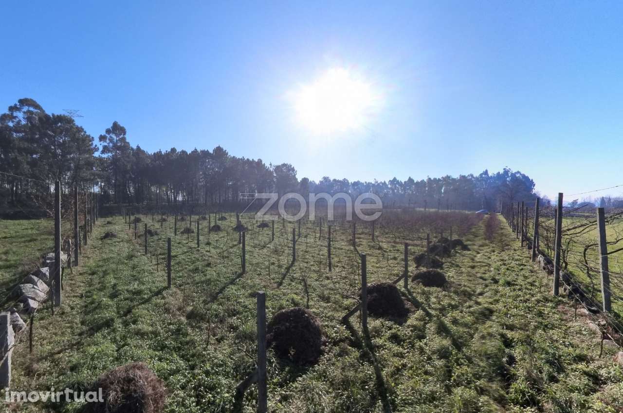 Quinta Agrícola 13300m2 em Barreiros, Amares - Grande imagem: 3/21