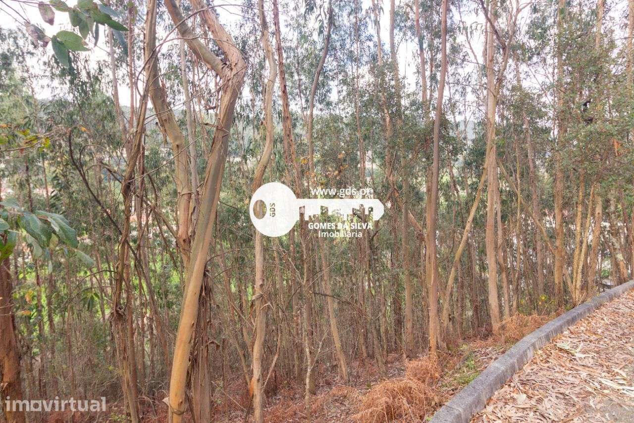 Terreno Rústico à Venda – 6.600m² | Naia, Morreira, Braga - Grande imagem: 3/12