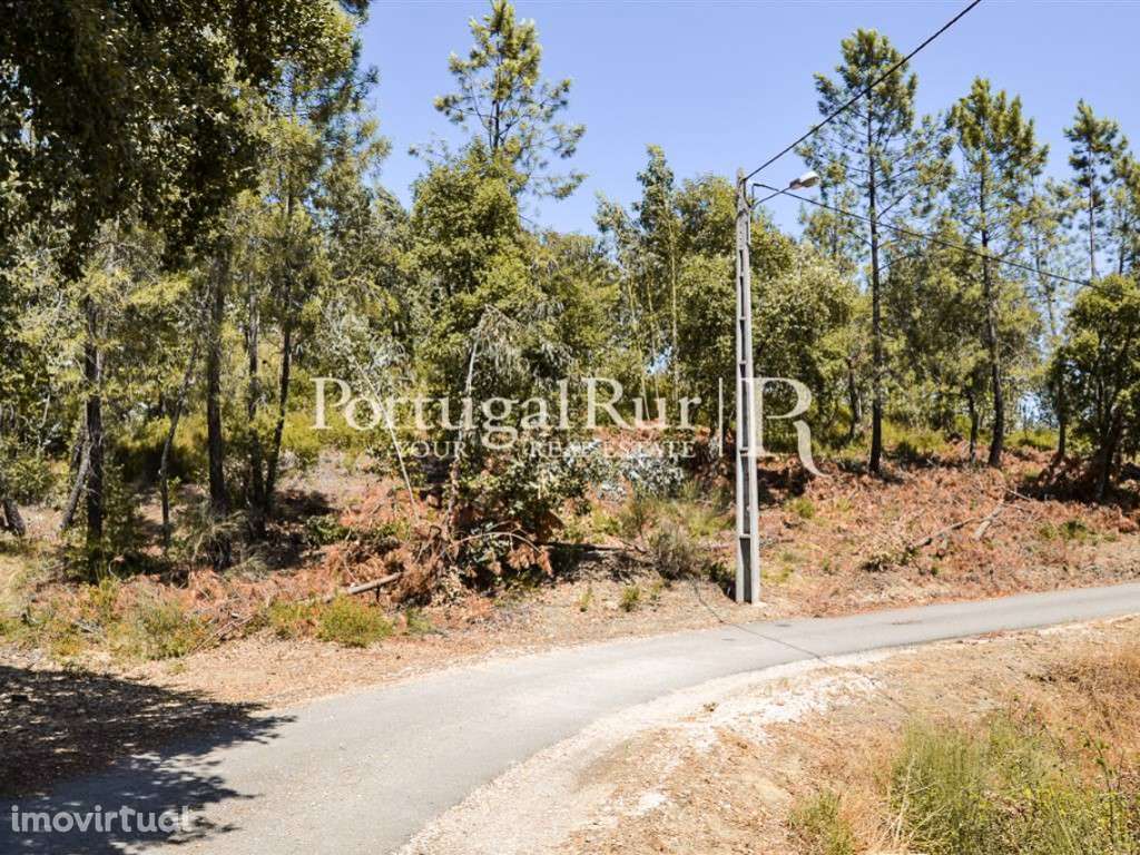 Terreno Rústico com Pinhal e Eucalipto em Proença-a-Nova - Grande imagem: 3/6