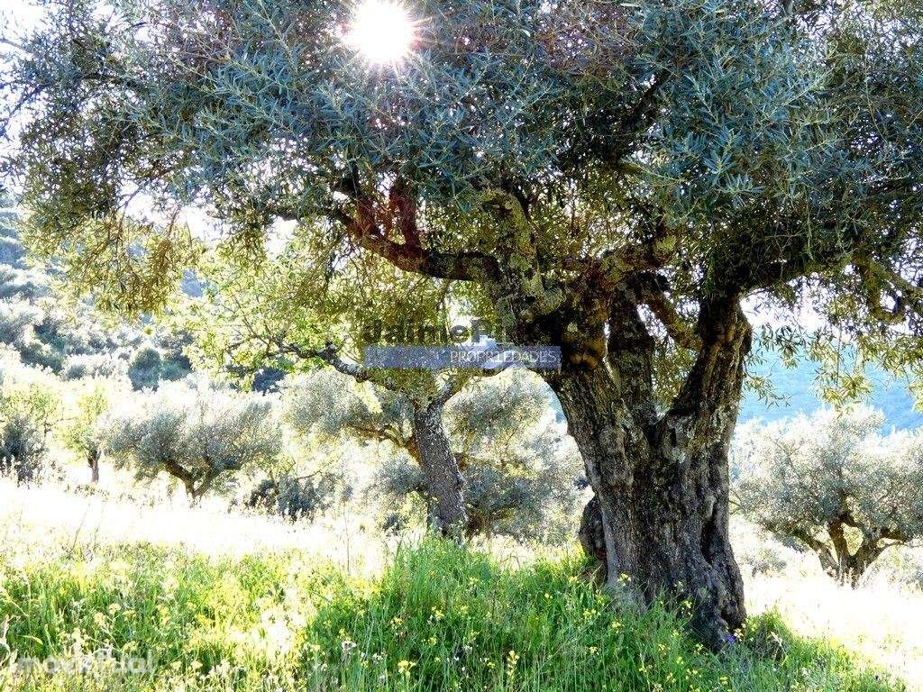 200.000m2 Propriedade com Olival, em Barca DAlva. Portugal, Guarda,... - Grande imagem: 2/9