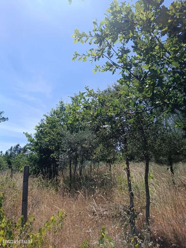 Terreno / Oliveira do Hospital, Seixo da Beira - Grande imagem: 3/12