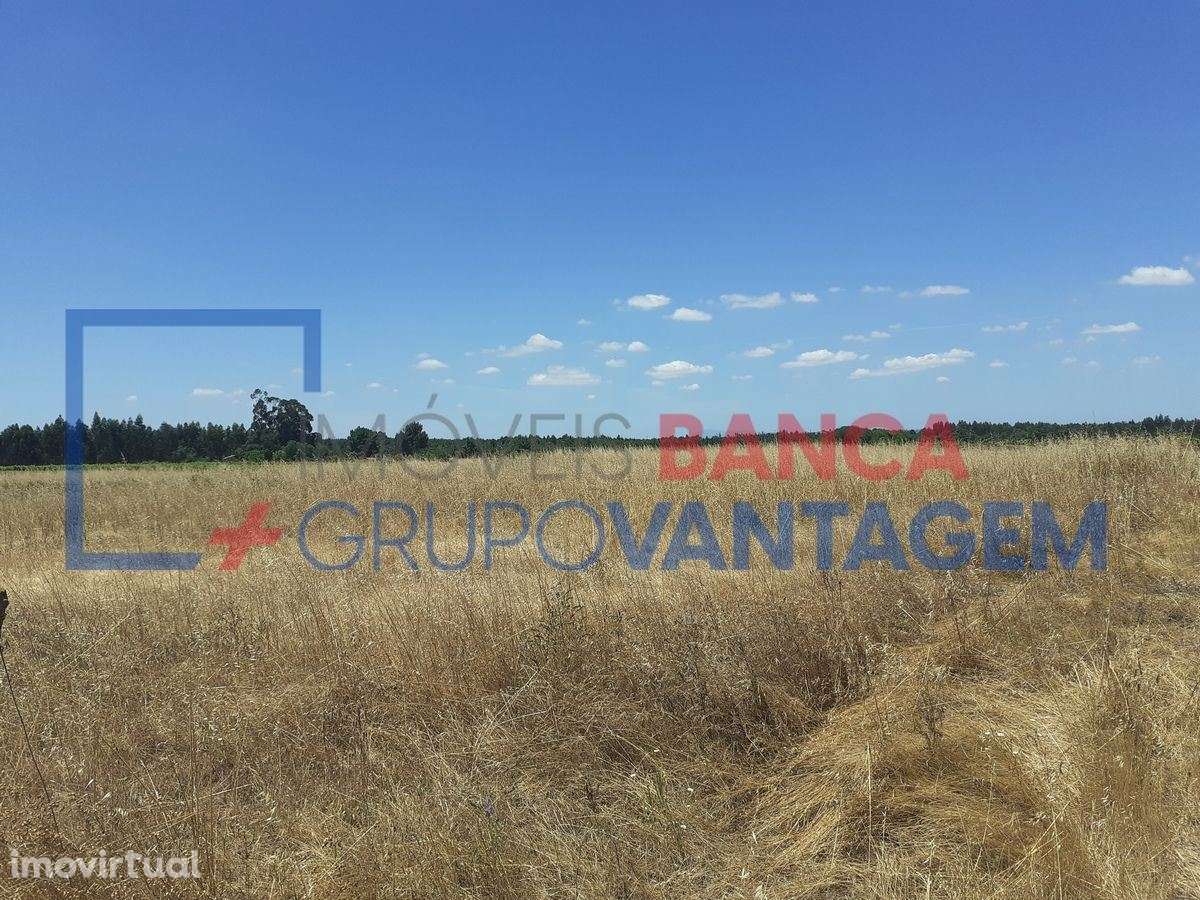 Terreno Rustico com vinha e arvores de fruto - Grande imagem: 3/5