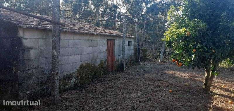 Terreno rural com casa antiga - Grande imagem: 4/11